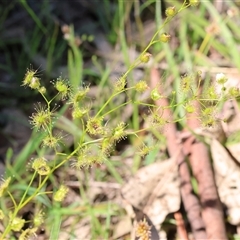 Drosera gunniana (Pale Sundew) at Bandiana, VIC - 13 Oct 2024 by KylieWaldon