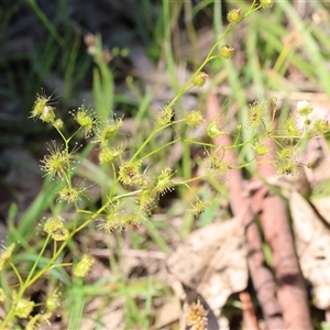 Drosera gunniana at Bandiana, VIC - 13 Oct 2024