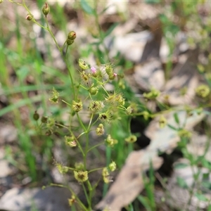 Drosera gunniana at Bandiana, VIC - 13 Oct 2024