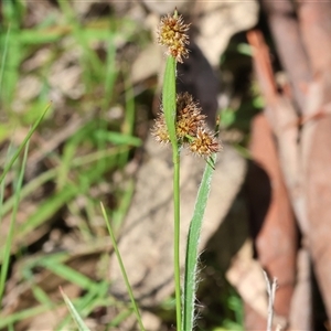 Luzula meridionalis (Common Woodrush) at Bandiana, VIC by KylieWaldon