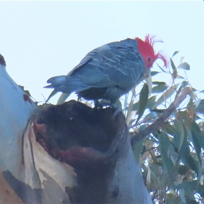 Callocephalon fimbriatum (Gang-gang Cockatoo) at Symonston, ACT - 14 Oct 2024 by RobParnell