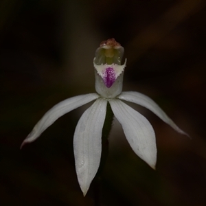 Caladenia moschata at Acton, ACT - 14 Oct 2024