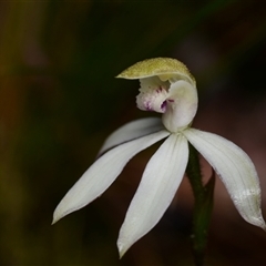 Caladenia moschata at Acton, ACT - 14 Oct 2024