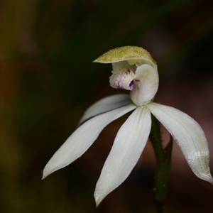 Caladenia moschata at Acton, ACT - 14 Oct 2024