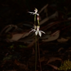 Caladenia moschata at Acton, ACT - 14 Oct 2024