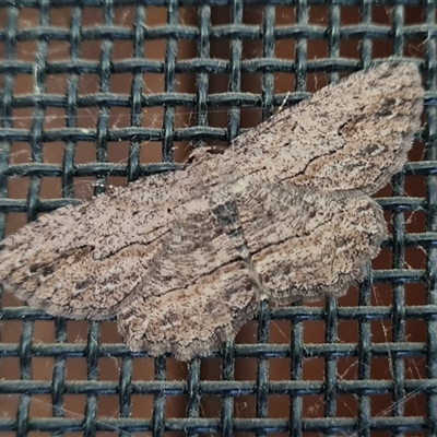 Ectropis excursaria (Common Bark Moth) at Isaacs, ACT - 14 Oct 2024 by Mike