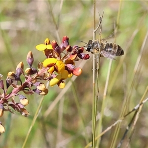 Unidentified Bee (Hymenoptera, Apiformes) at Bandiana, VIC by KylieWaldon