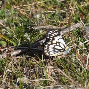 Belenois java at Conder, ACT - 13 Oct 2024 03:33 PM