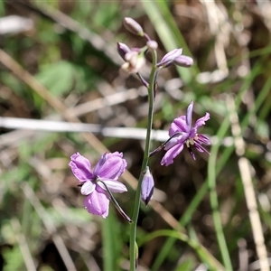 Arthropodium strictum at Bandiana, VIC - 13 Oct 2024 10:34 AM