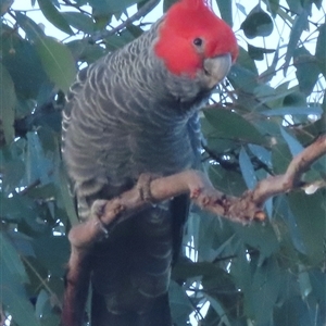 Callocephalon fimbriatum at Symonston, ACT - suppressed