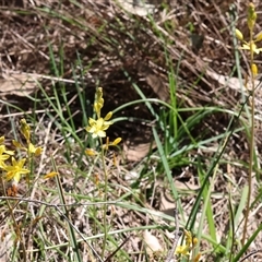 Bulbine bulbosa (Golden Lily, Bulbine Lily) at Bandiana, VIC - 13 Oct 2024 by KylieWaldon