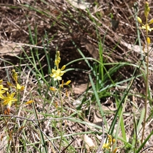 Bulbine bulbosa at Bandiana, VIC - 13 Oct 2024 10:37 AM