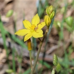 Bulbine bulbosa at Bandiana, VIC - 13 Oct 2024