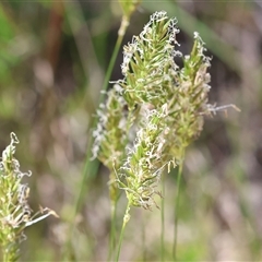 Anthoxanthum odoratum (Sweet Vernal Grass) at Bandiana, VIC - 13 Oct 2024 by KylieWaldon