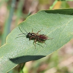 Unidentified Flower wasp (Scoliidae or Tiphiidae) at Bandiana, VIC - 12 Oct 2024 by KylieWaldon