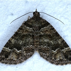 Crasilogia gressitti (A Geometrid moth (Larentiinae) at Bulli, NSW - 6 Oct 2024 by jb2602