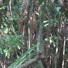 Tanysiptera sylvia (Buff-breasted Paradise-Kingfisher) at Syndicate, QLD - 20 Nov 2015 by JasonPStewartNMsnc2016