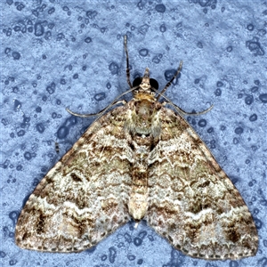 Crasilogia gressitti (A Geometrid moth (Larentiinae) at Bulli, NSW by jb2602