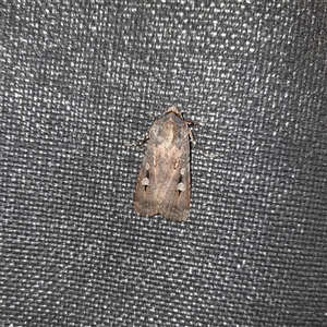 Agrotis infusa at Bonnyrigg, NSW - suppressed