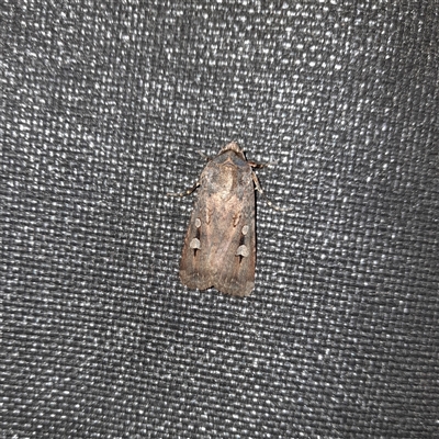 Agrotis infusa (Bogong Moth, Common Cutworm) at Bonnyrigg, NSW - 6 Oct 2024 by YumiCallaway
