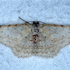 Luxiaria ochrophara (A Geometer moth (Dipitychini) at Bulli, NSW - 6 Oct 2024 by jb2602