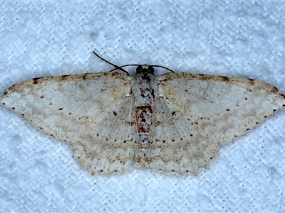 Luxiaria ochrophara (A Geometer moth) at Bulli, NSW - 6 Oct 2024 by jb2602