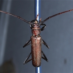 Xystrocera virescens (Large Brown Longhorn Beetle) at Bulli, NSW - 6 Oct 2024 by jb2602