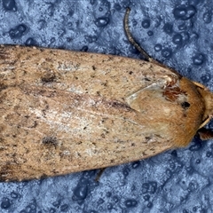 Diarsia intermixta (Chevron Cutworm, Orange Peel Moth.) at Bulli, NSW - 6 Oct 2024 by jb2602