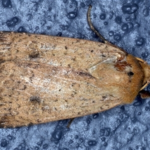 Diarsia intermixta (Chevron Cutworm, Orange Peel Moth.) at Bulli, NSW by jb2602