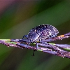 Lepispilus sp. (genus) at Penrose, NSW - 13 Oct 2024 by Aussiegall