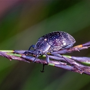 Lepispilus sp. (genus) at Penrose, NSW by Aussiegall