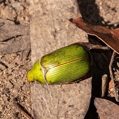 Xylonichus eucalypti at Penrose, NSW - 13 Oct 2024 by Aussiegall