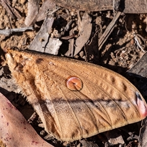 Opodiphthera helena (Helena Gum Moth) at Penrose, NSW by Aussiegall