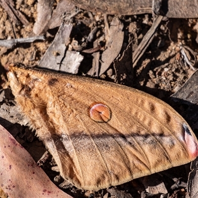 Opodiphthera helena (Helena Gum Moth) at Penrose, NSW - 13 Oct 2024 by Aussiegall