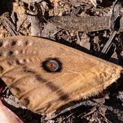 Opodiphthera helena at Penrose, NSW - suppressed