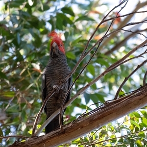 Callocephalon fimbriatum at Penrose, NSW - suppressed