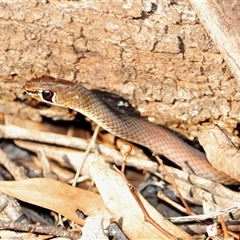 Unidentified Snake at Binya, NSW - 11 Apr 2009 by Harrisi