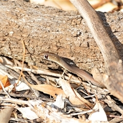 Demansia psammophis at Binya, NSW - 12 Apr 2009 09:43 AM