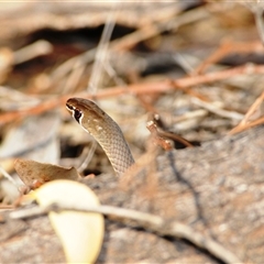 Demansia psammophis at Binya, NSW - 12 Apr 2009