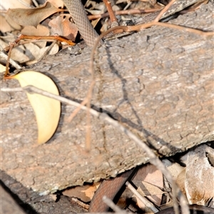 Demansia psammophis at Binya, NSW - 12 Apr 2009 09:43 AM