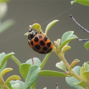 Harmonia conformis at Conder, ACT - 7 Jan 2024