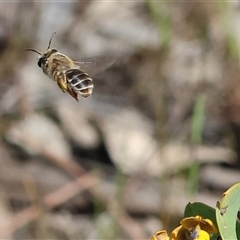 Unidentified Bee (Hymenoptera, Apiformes) at Bandiana, VIC - 12 Oct 2024 by KylieWaldon