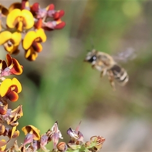 Unidentified Bee (Hymenoptera, Apiformes) at Bandiana, VIC by KylieWaldon