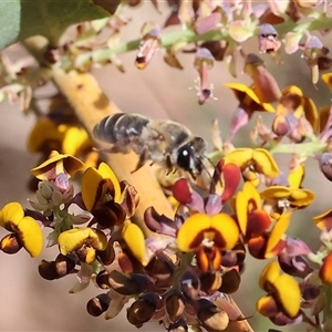 Unidentified Bee (Hymenoptera, Apiformes) at Bandiana, VIC by KylieWaldon