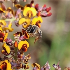 Unidentified Bee (Hymenoptera, Apiformes) at Bandiana, VIC - 12 Oct 2024 by KylieWaldon