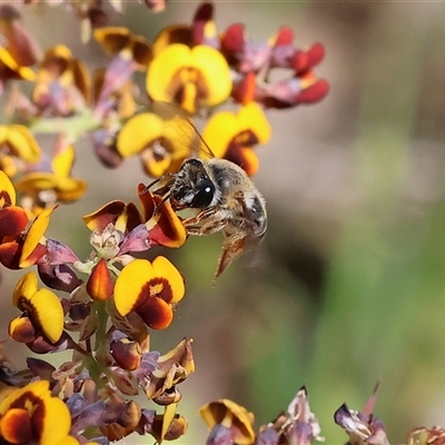 Unidentified Bee (Hymenoptera, Apiformes) at Bandiana, VIC - 12 Oct 2024 by KylieWaldon