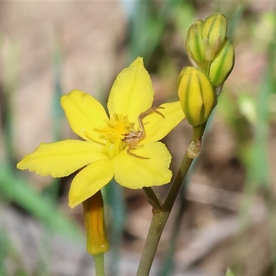 Runcinia acuminata (Pointy Crab Spider) at Bandiana, VIC - 13 Oct 2024 by KylieWaldon
