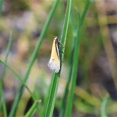 Philobota undescribed species near arabella at Bandiana, VIC - 13 Oct 2024 by KylieWaldon