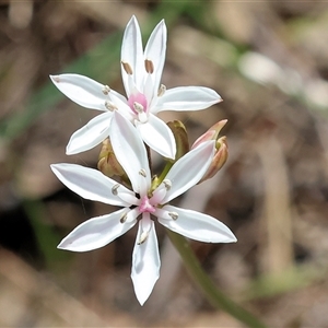 Burchardia umbellata at Bandiana, VIC - 13 Oct 2024 10:38 AM