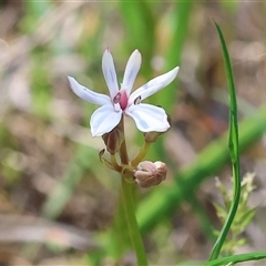 Burchardia umbellata at Bandiana, VIC - 13 Oct 2024